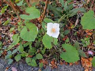 DSCN1496.JPG