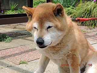 DSCN1653kuri.jpg