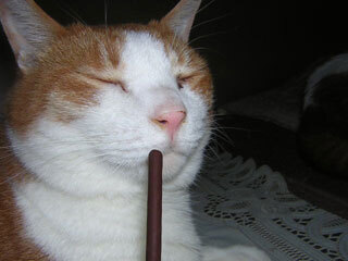 DSCN4049.jpg