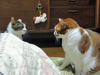 DSCN7334.jpg