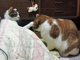 DSCN7335.jpg
