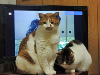 DSCN7383.jpg