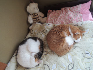 DSCN7515.jpg