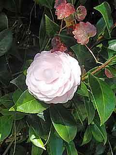 DSC_1512.jpg