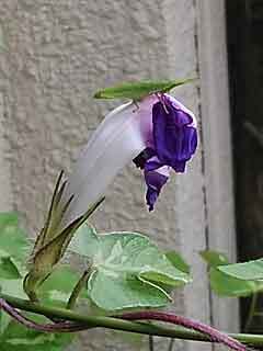 DSC_4112.jpg