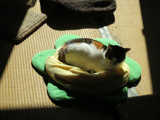 IMG_0370.jpg