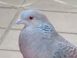 IMG_0442.JPG