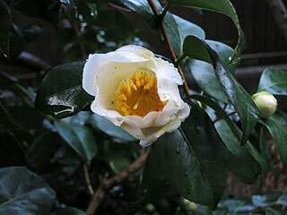 IMG_0471.jpg