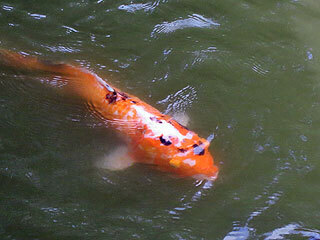 IMG_0638.jpg