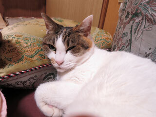 IMG_0890.jpg