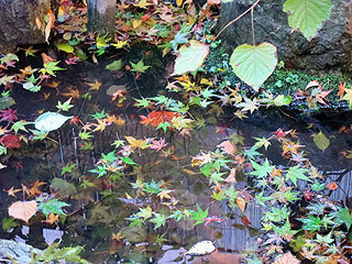 IMG_1286.jpg