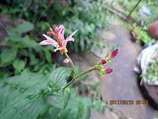 IMG_1917.jpg