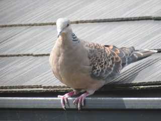 IMG_2363.JPG