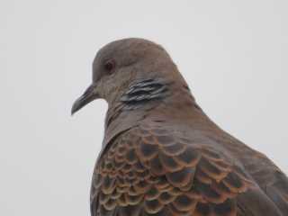 IMG_2432.JPG