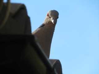 IMG_2803.JPG