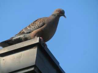 IMG_2831.JPG