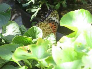 IMG_2892.JPG