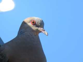 IMG_2906.JPG