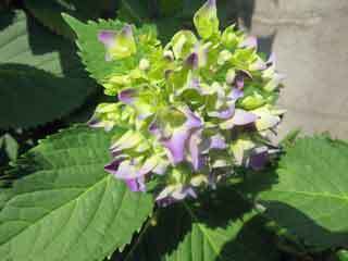 IMG_3738.JPG