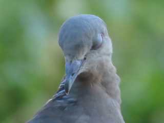 IMG_8758.JPG