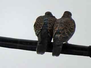 IMG_8963.JPG