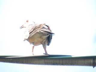 IMG_9153.JPG