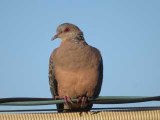 IMG_9787.JPG