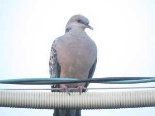 IMG_9826.JPG