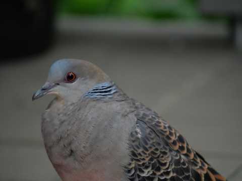 P1056477.JPG